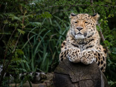 Tierfotografie im Kölner Zoo 
